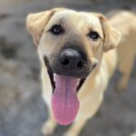 Labrador Mischling Peaches, 04/2022, ca. 50 cm