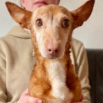 Podenco Maneto Poppi, 18.06.2011, ca. 35 cm, 25462 Rellingen