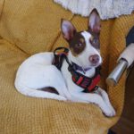 Bodeguero Mischling Pumba, 10/2022, ca. 40 cm, 90766 Fürth