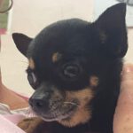 Chihuahua Queenie, 03/2020, ca. 15 cm, 61381 Friedrichsdorf