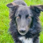 Border Collie Raffi, 05/2022, ca. 52 cm, 61191 Rosbach vor der Höhe