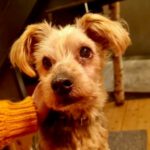 Yorkshire Terrier Rocky, 11/2010, ca. 25 cm, 37075 Göttingen