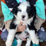 Mischling Rommel, 01/2023, ca. 50-55 cm