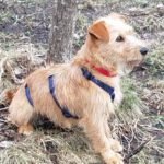 Griffon Terrier Mischling Rubia, 03/2022, ca. 35 cm, 38550 Isenbüttel