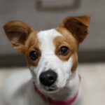 Jack Russell Terrier Mischling Sanne, 05/2021, ca. 35 cm