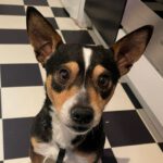 Mischling Saul, 02/2022, ca. 33 cm, 22453 Hamburg