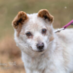 Mischling Serek, 02/2012, ca. 30 cm, 24306 Plön