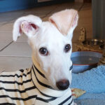 Galgo Snowwhite, 11.2022, Endgröße ca. 63 cm, 26629 Grossefehn