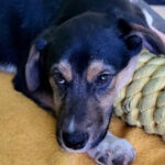 Appenzeller Sennenhund Socke, 06.10.2022, ca. 50 cm, 20255 Hamburg