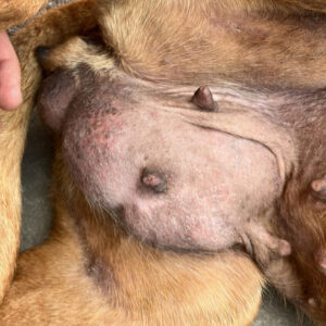 Dara aus Bulgarien - Spendenaufaruf SALVA Hundehilfe