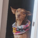 Podenco Tobi, 07/2015, 41 cm, 63667 Nidda