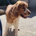 Cocker Spaniel Versache, 12/2016, ca. 50 cm