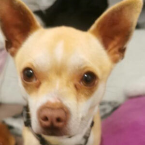 Chihuahua Yago, 03.03.2019, 29 cm, 69257 Wiesenbach