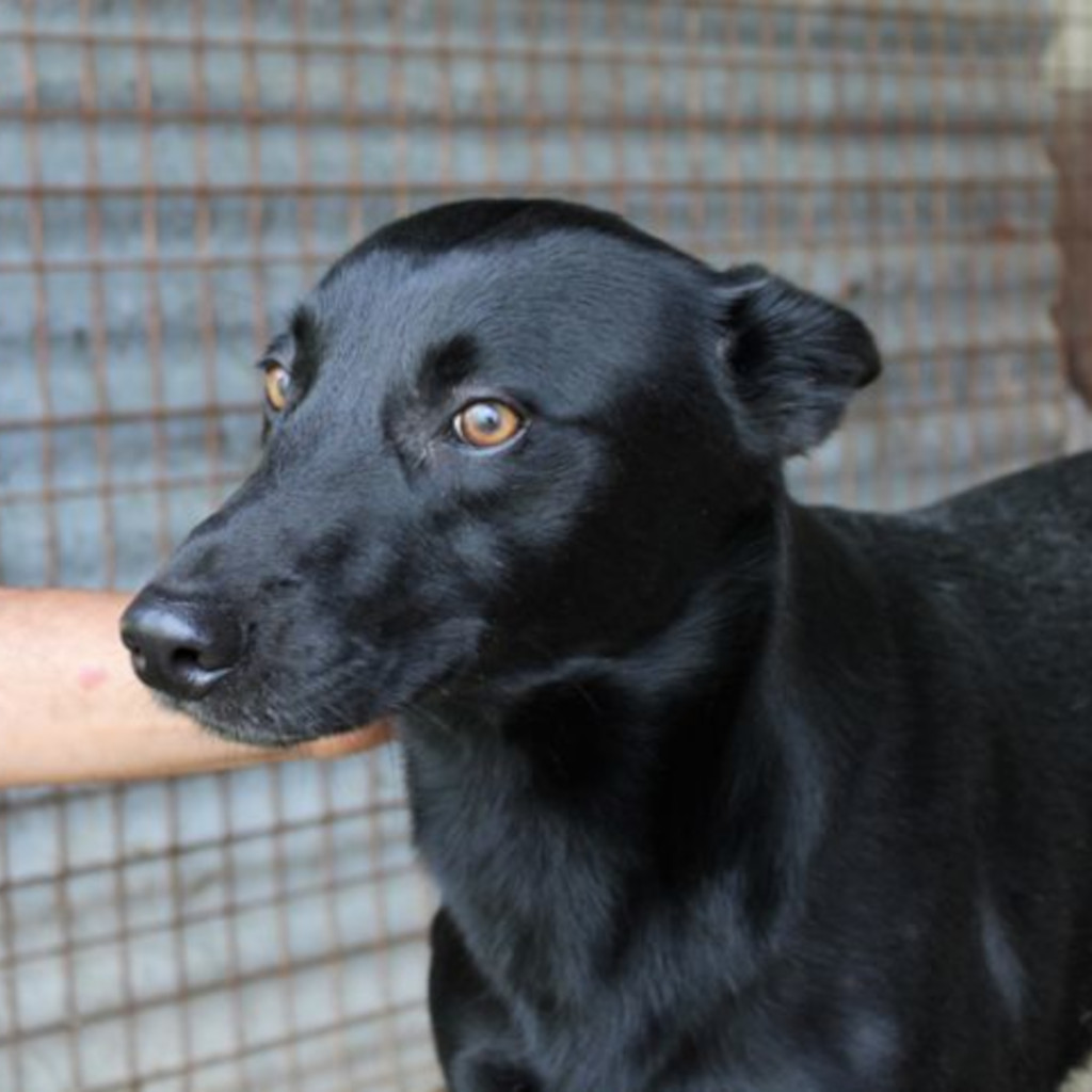 Schäferhund Mischling Adam, 03/2020, ca. 65 cm