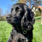 Cockapoo Avani, 10/2022, ca. 45 cm, 61381 Friedrichsdorf