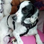 Mischling Belen, 07/2019, ca.35 cm, 50825 Köln