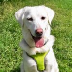 Labrador Mischling Bimba, 04/2021, ca. 60 cm, 53229 Bonn