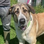 Mastin Biscotti, 03/2022, ca. 80 cm