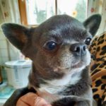 Chihuahua Blue, 07/2018, ca. 20 cm, 21640 Horneburg