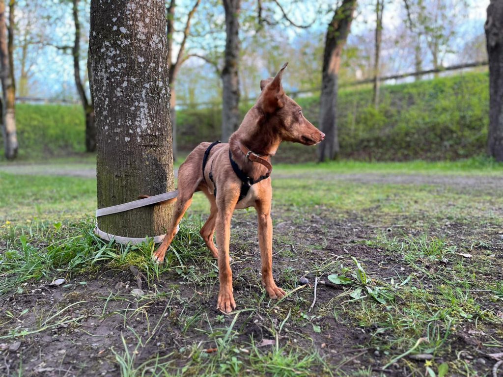 Podenco Mischling Bruno, 11/2022, ca. 45 cm, 89340 Leipheim