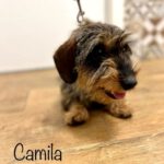 Rauhaardackel Camila, 10/2021, ca. 30 cm