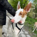 Podenco Ibicenco Cenco, 09/2021, ca. 73 cm, 10713 Berlin