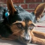 Pinscher Mischling Chester, 06/2018, ca. 30 cm, 58730 Fröndenberg