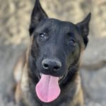 Malinois Coco, 10/2022, ca. 65 cm