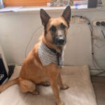 Schäferhund Mischling Dulce, 02/2020, ca. 62 cm, 30449 Hannover