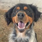 Epagneul Breton Danco, 05/2020, ca. 50 cm