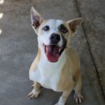 Mischling Dinamita, 03/2021, ca. 54 cm