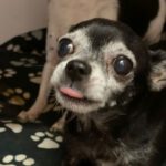 Chihuahua Dorothy, 04/2013, ca. 20 cm