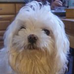 Bichon Malteser Dulce, ca. 05/2018, ca. 30 cm, 38312 Dorstadt