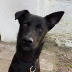 Podenco-Labrador Frank, ca. 06.2022, ca. 45cm