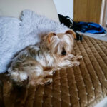 Yorkshire Terrier Giuseppe,16.10.2019, ca. 20 cm, 98553 Schleusingen