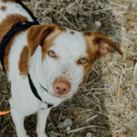 Podenco-Mix Harry, 22.07.2020, ca. 50cm, 04317 Leipzig