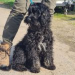 Cockapoo Hermine, 10/2022, ca. 45 cm, 61191 Rosbach vor der Höhe