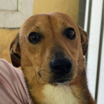 Podenco-Mix Ignacio, ca. 04.2021, etwa 40 cm