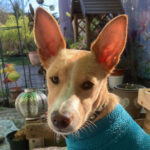 Podenco Jasper, 10/2022, ca. 47cm, 76756 Bellheim