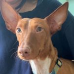 Podenco Maneto Kane, 05/2020, ca. 30 cm, 10965 Berlin