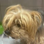 Yorkshire Terrier Lluvia, 06/2009, ca. 20 cm