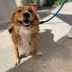 Mischling Luca, 12.2016, ca. 35cm