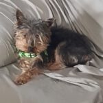 Yorkshire Terrier Max, 11/2020, ca. 25 cm