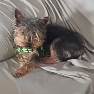 Yorkshire Terrier Max, 11/2020, ca. 25 cm