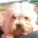 Bichon Malteser Mezzo, ca. 10/2015, ca. 30 cm, 38312 Dorstadt