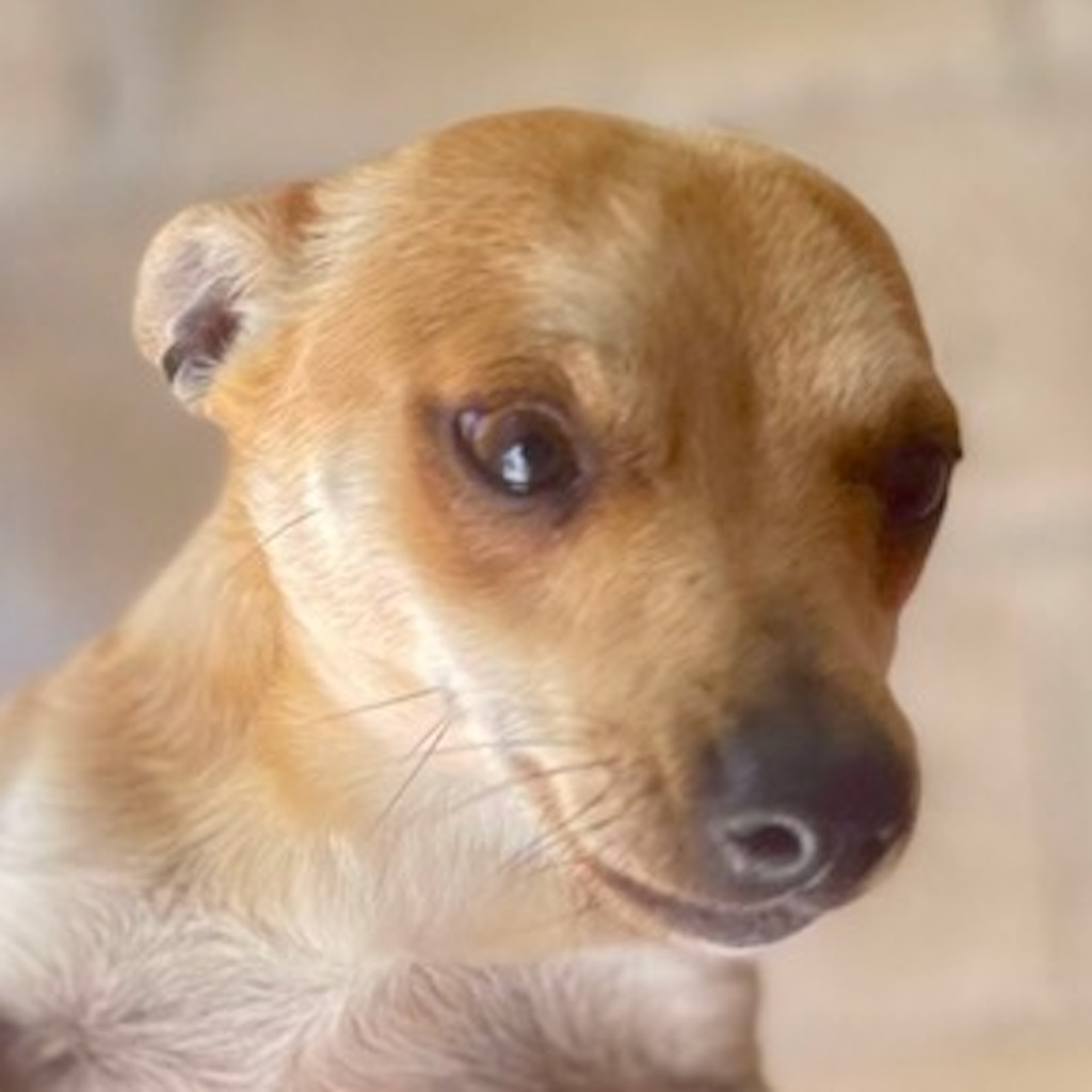 Chihuahua Peanut, 04/2022, 25 cm