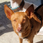 Podenco Pepita, 11/2018, 40 cm, 24537 Neumünster