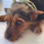 Yorkshire Terrier Polo, 09/2022, ca. 20 cm