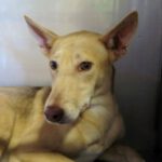 Podenco Raimundo, 11/2019, ca. 50 cm