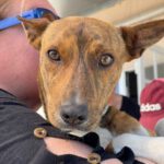 Podenco Mischling Ray, 06/2022, ca. 45 cm